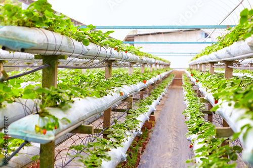 growing strawberries in greenhouse