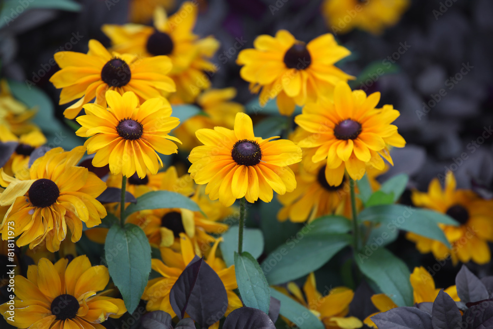Yellow daisy flowers on the plant Yellow daisy flowers on the plant