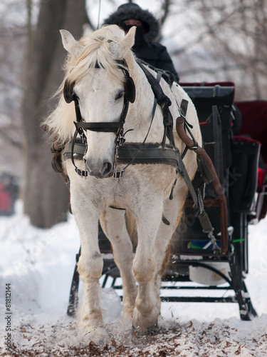 White horse pulling black sleigh in winter © ericlefrancais1