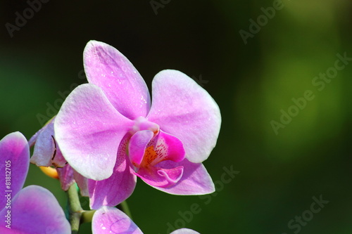 Fototapeta Naklejka Na Ścianę i Meble -  Orchids,beautiful flowers of 