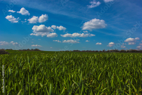 green field and blue sky with clouds in summer day