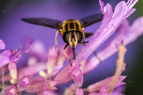 Hoverfly, Eupeodes Luniger photo