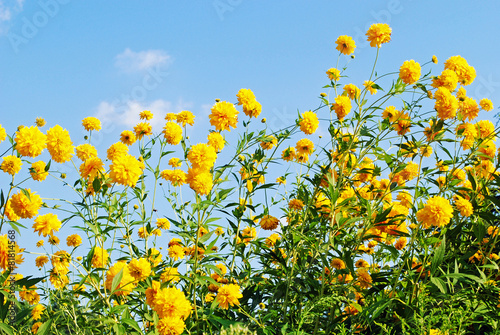 Yellow flowers in sunny day © irra_irra