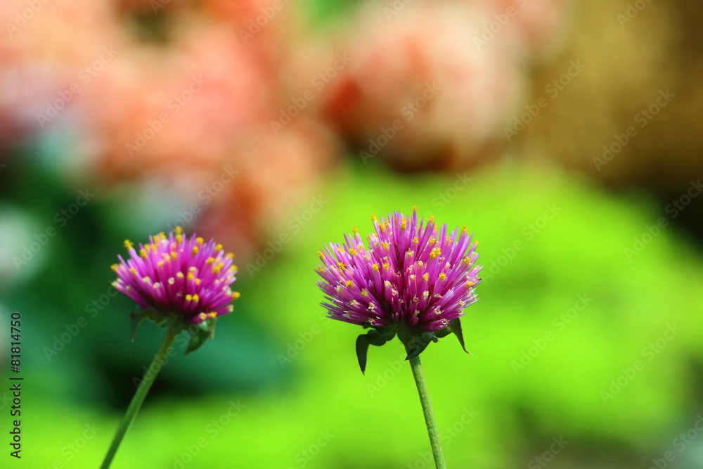 flowers, beautiful flowers of flowers, beautiful flowers of