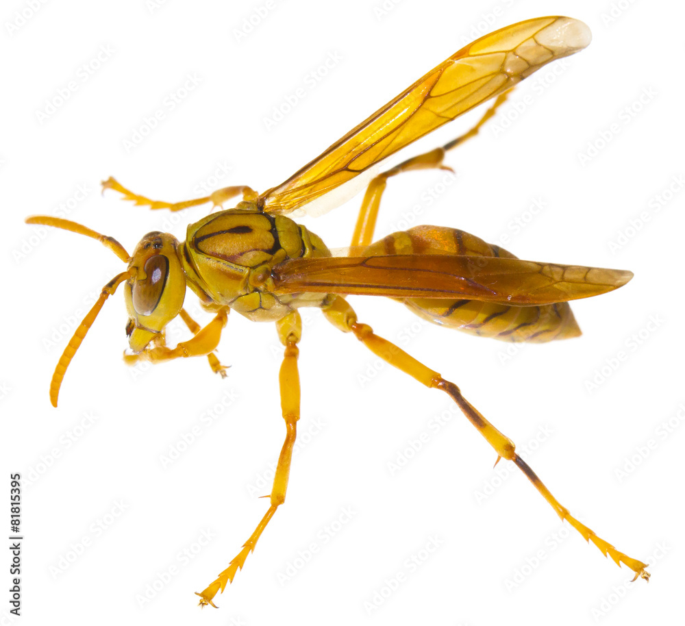 guêpe de la Réunion sur fond blanc foto de Stock Adobe Stock