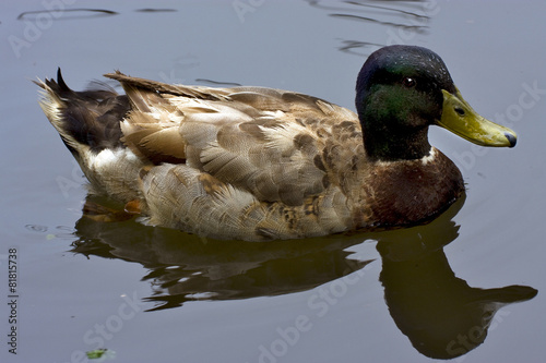 reflex of a duck photo