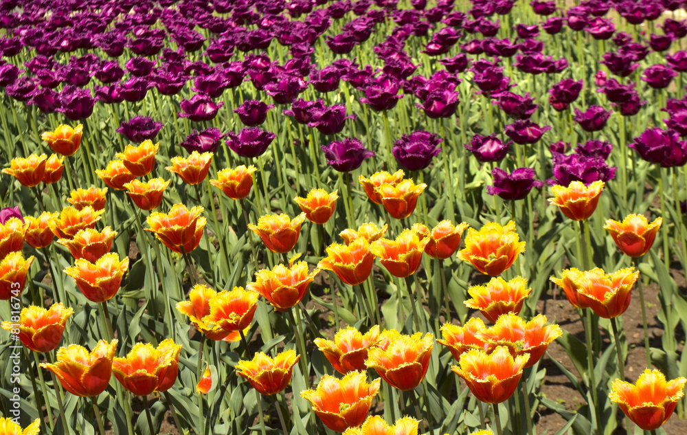 Red and violet tulips