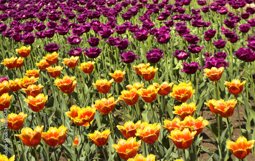 Red and violet tulips