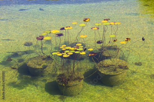 Water lilies in the Park Aivazovsky.Crimea.