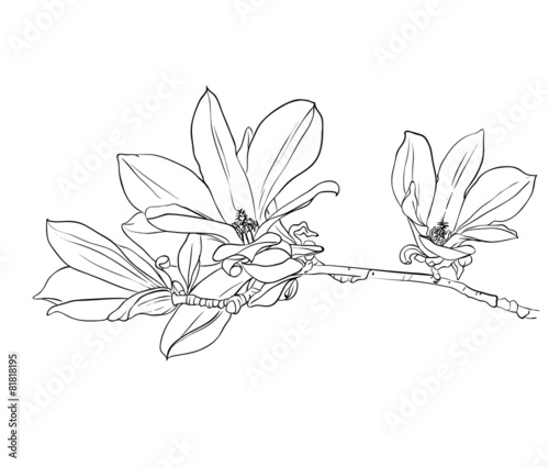 Hand drawn magnolia flowers.