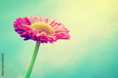 Fresh daisy flower in sun flare. Pastel colors, vintage