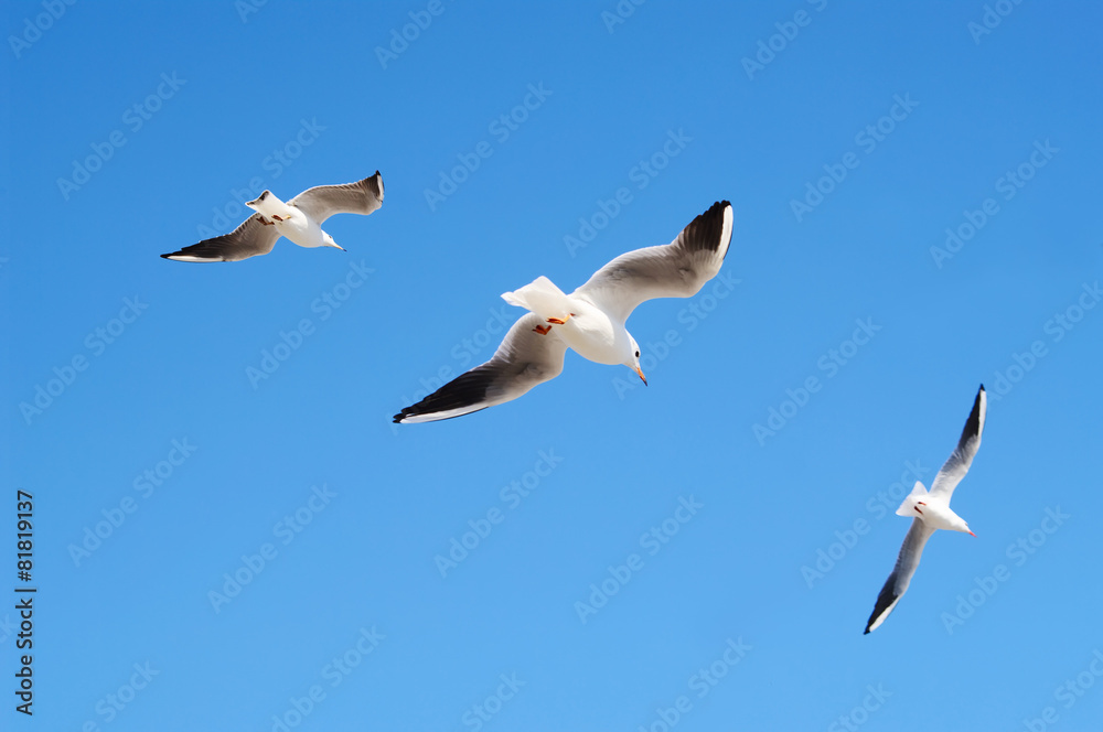  Flying seagulls in blue sky.