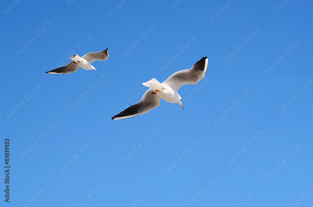 Pair of flying avay seagulls in blue sky. Pair of flying avay seagulls in blue sky.