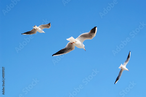  Flying seagulls in blue sky.