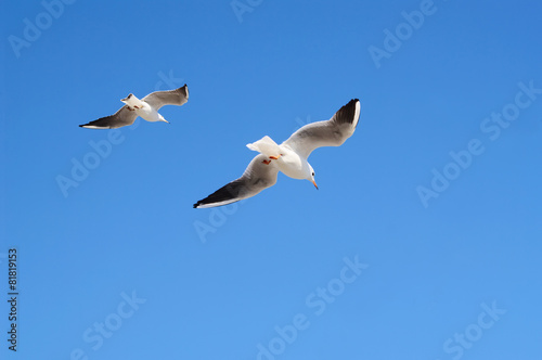 Pair of flying avay seagulls in blue sky.