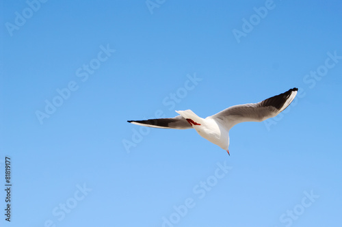 Seagull flying away in blue sky.