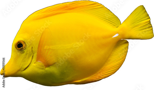 Tropische Fische - Gelbe Doktorfisch