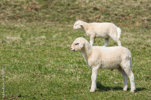 Lambs grazing on green pasture