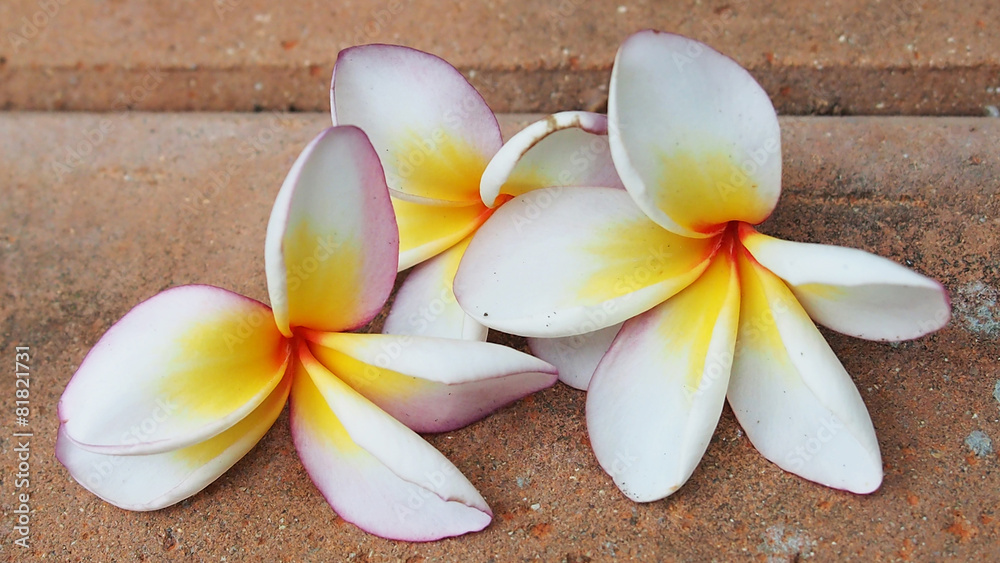Plumeria Plumeria