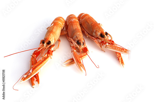 langoustines photo