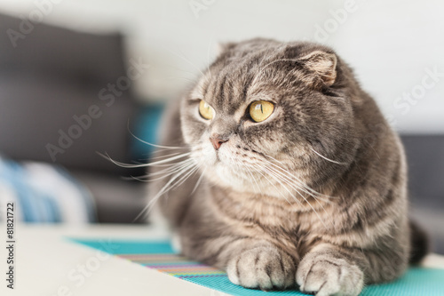 Scottish fold cat with red heart