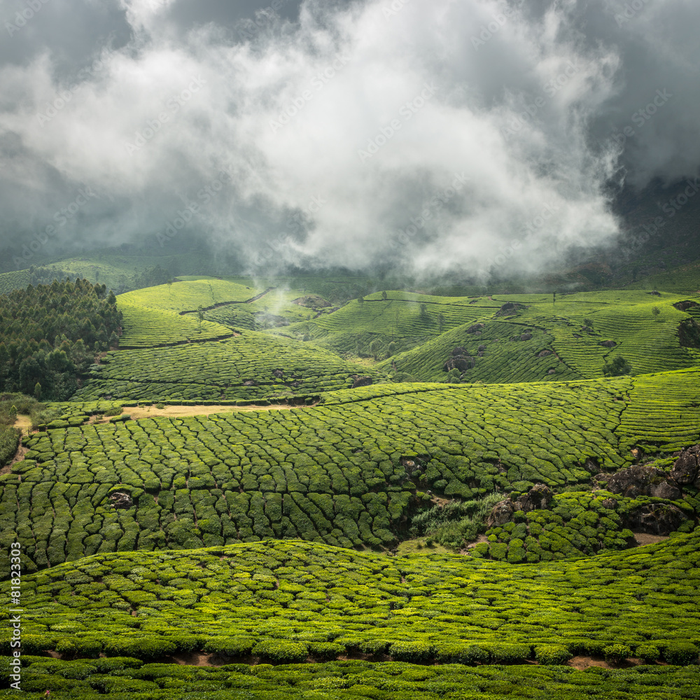 Tea plantations Tea plantations