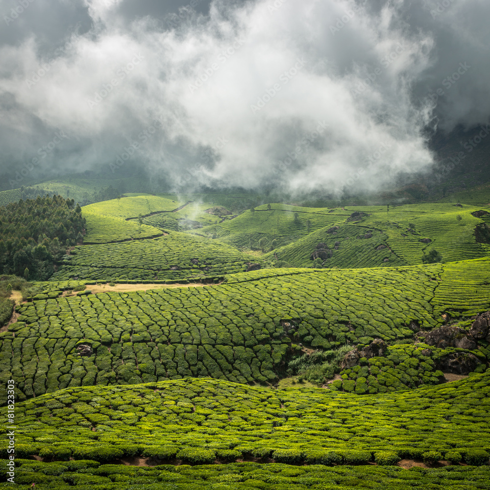 Tea plantations