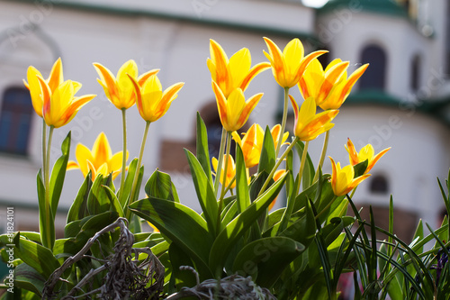 Beautiful yellow tulips.