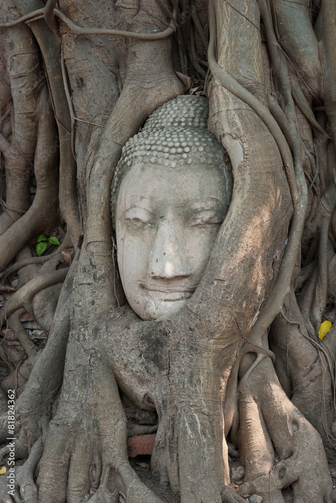 Buddha head in tree roots ,Wat mahathat ,Ayutthaya ,Thailand