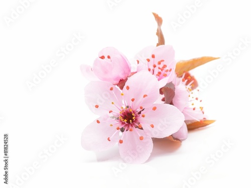 Cherry blossom, sakura flowers isolated on white background