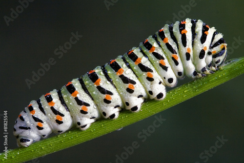 caterpillar of a Papilionidae photo