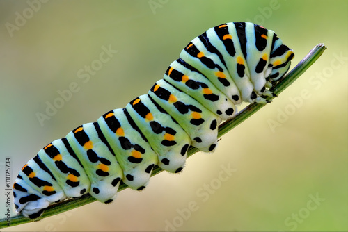 green caterpillar on a fennel photo