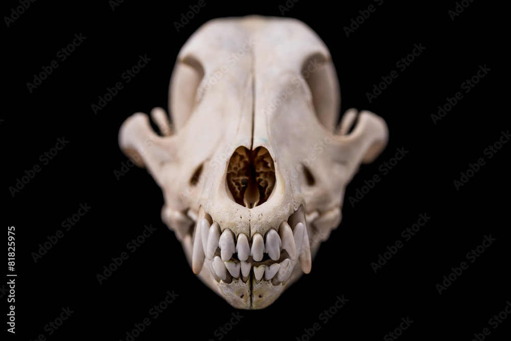 Dog skull isolated on black background. Dog skull isolated on black background.