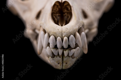 Dog skull isolated on black background.