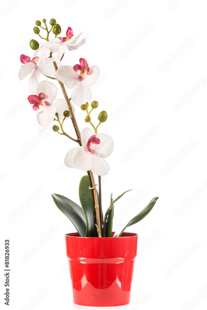 Artificial flower isolated on white background Artificial flower isolated on white background
