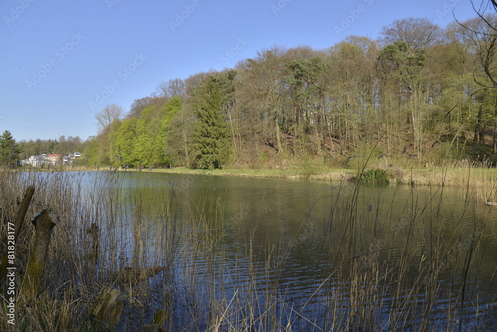 L'étang de la réserve naturelle de Boitfort à Bruxelles