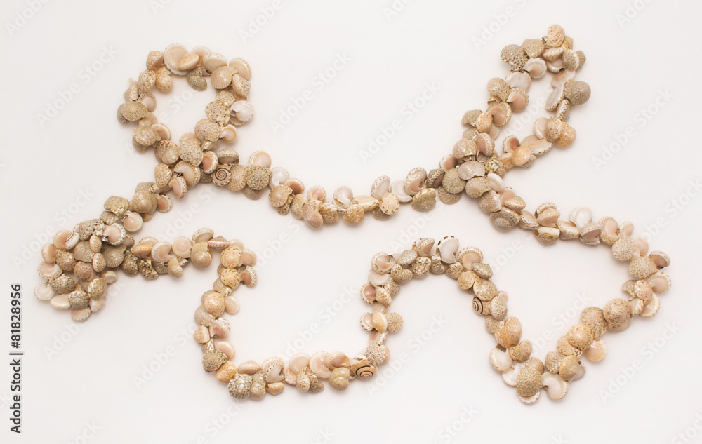 Beautiful necklace made of sea shells Beautiful necklace made of sea shells