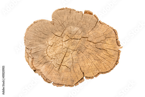 Holzstamm Baum