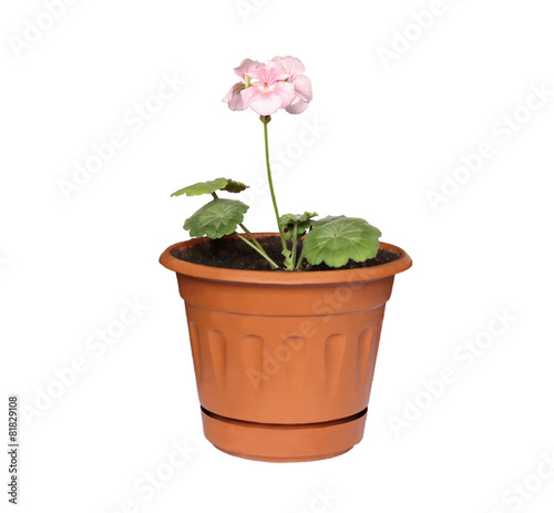 Fototapeta Naklejka Na Ścianę i Meble -  Flower geranium
