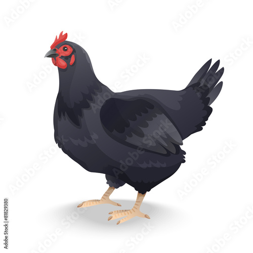 black farm hen isolated on white background