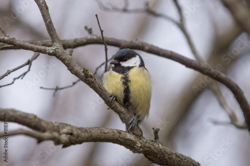 Great Tit on a branch.