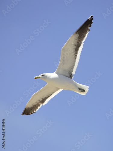 Grey-headed Gull Flying