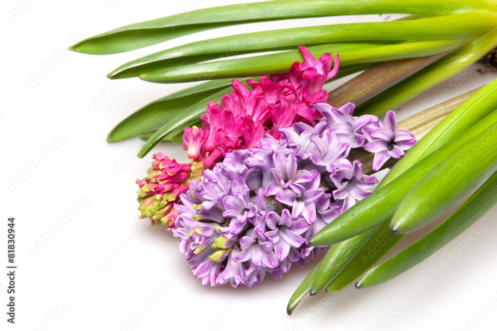 Obraz premium dwa hiacynty