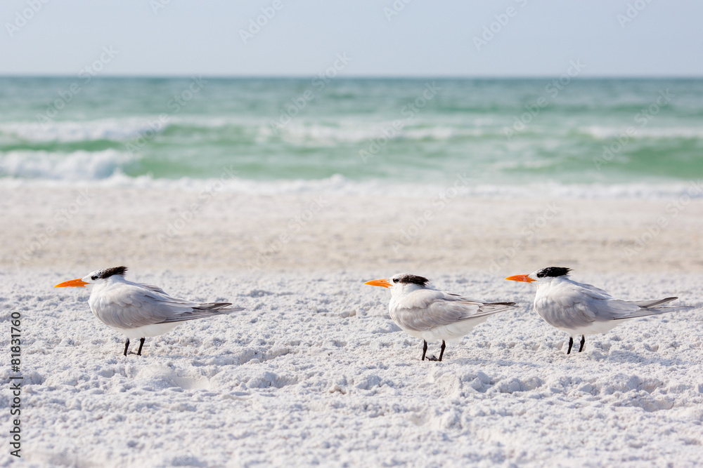 Fototapeta premium Royal terns sea birds stand on Siesta Key beach in Florida
