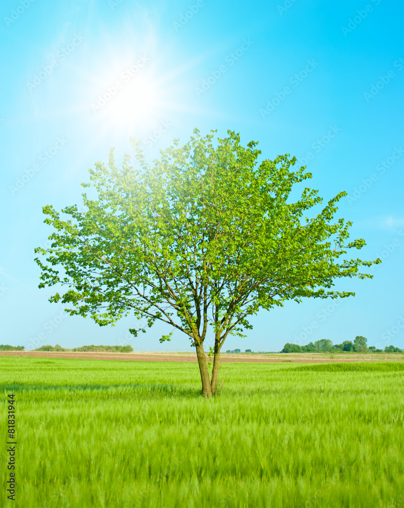 Big tree in the field Big tree in the field