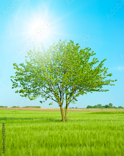 Big tree in the field