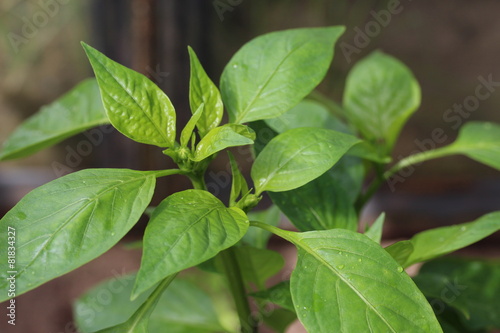 Wallpaper Mural Unripe pepper Torontodigital.ca