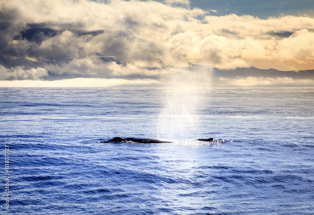 Naklejka premium Humpback whale