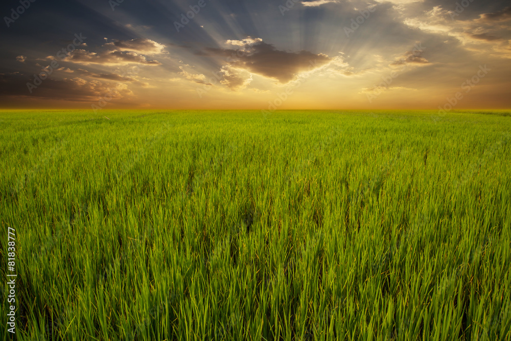 Obraz premium Green rice field and sunset