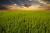 Green rice field and sunset